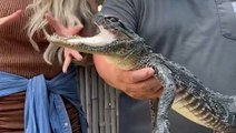 Alligator with missing upper jaw finds new home at Florida wildlife park