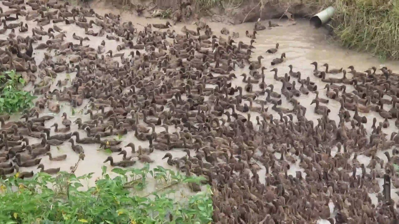 Swarm of Ducks RUN RIOT!
