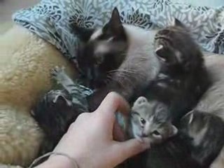 Chatons 21 jours