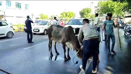 Ahmedabad: खोखरा, वस्त्राल, ओढव, रामोल में भटकते 109 पशुओं को पकड़ा