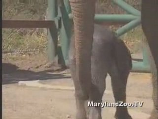 Baby elephant at the Maryland Zoo in Baltimore