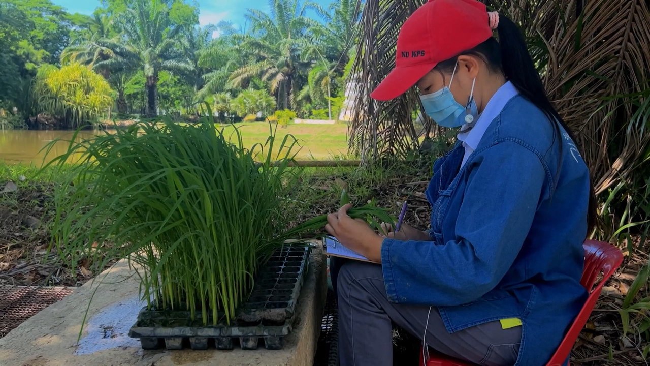 Thailand geht das Wasser für den Reisanbau aus