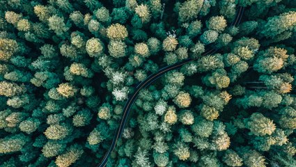 There's a Secret Bar in California's Redwood Forest — and the Only Way to Get to There Is by Vintage Train