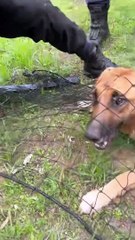 IRA, resgate, pastor alemão