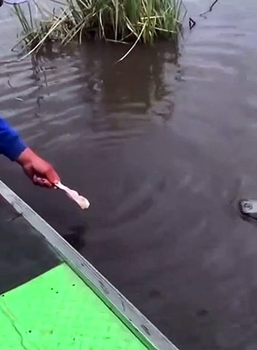 The most chill alligator ever
