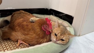 The kitten hugged the hen to sleep, afraid that the hen would run away! The rooster is jealous