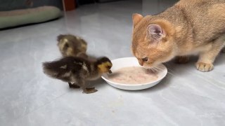Unique maternal love! Mother Duck brought ducklings home to eat delicious food! Funny cat, cute cat.