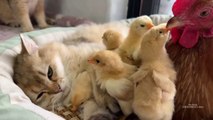 Chicks have two mothers! Lovely kitten. Funny cat. Lovely chicken. Cute animal video. Calm hen.