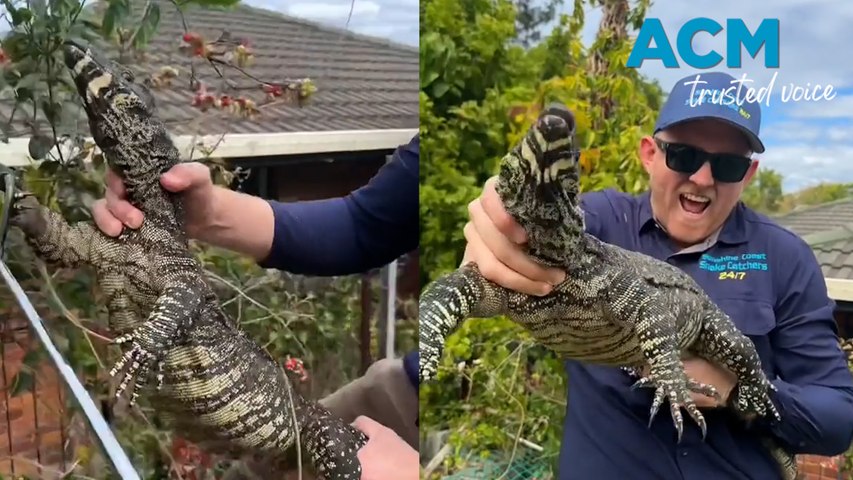 A huge goanna, an "absolute unit," was caught trying to snatch lunch from Sunshine Coast schoolchildren. Snake expert @Stuart McKenzie was called to remove the hefty reptile. "We were gobsmacked by its size," he said.
