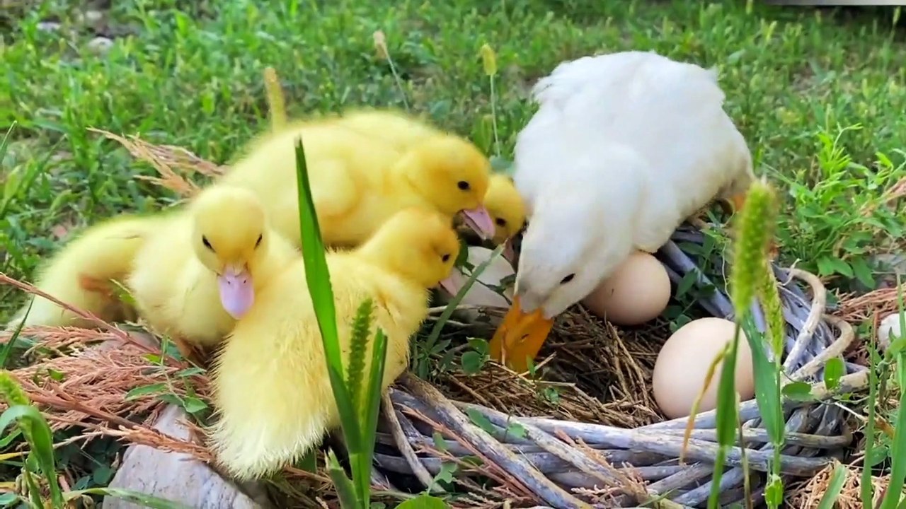 Adorable Ducklings: Mom's Loving Care for Unhatched Eggs