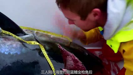 Feeding Frenzy: The Spectacular Spectacle of Ocean Predators