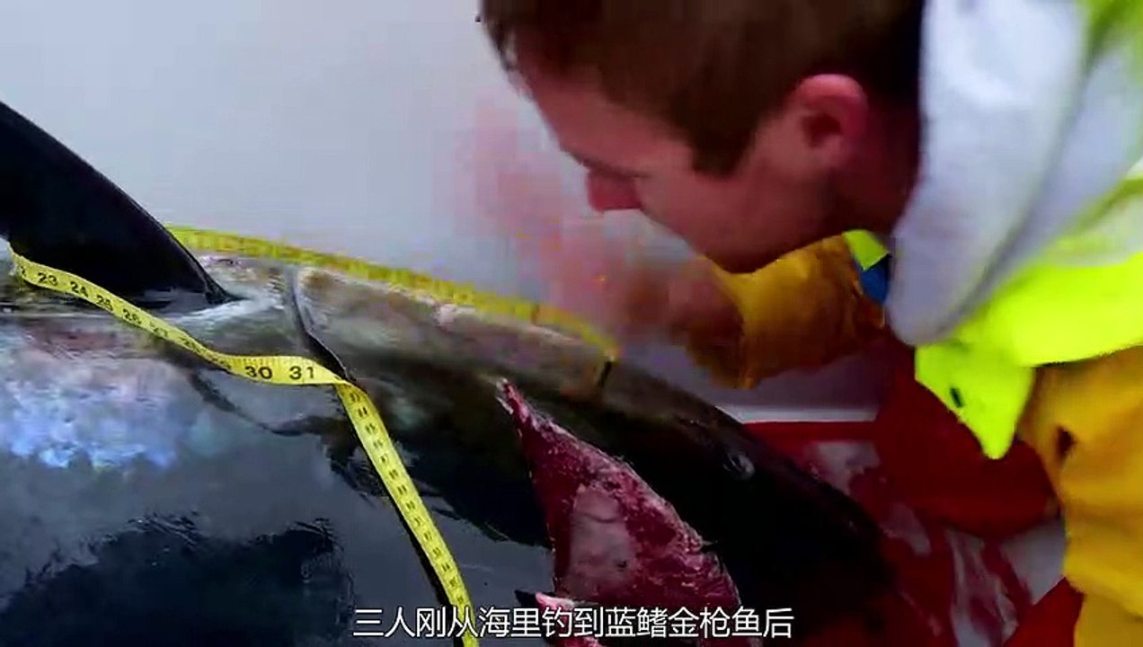 Feeding Frenzy: The Spectacular Spectacle of Ocean Predators
