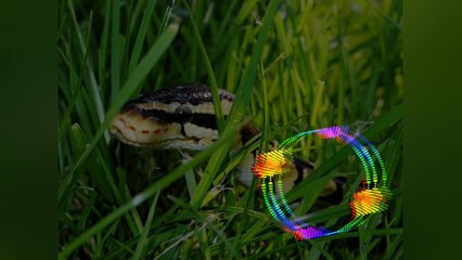 Sap Wala ( Cg Benjo Mix ) Dj Sanjay Rawte Mix