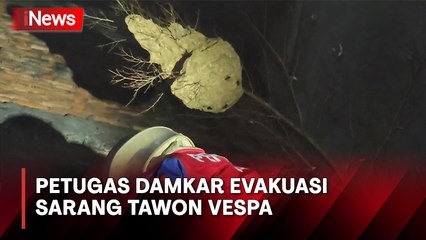 Tawon Vespa Bersarang di Rumah Warga Pademangan, Evakuasi Dramatis