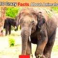 दिमाग हिला देने वाले रोचक तथ्य ---- _ crazy Facts about Animals
