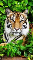 Peaceful Meditation Music - Stress Reduction, Inner Peace