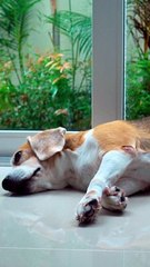 Beautiful Relaxing Tunes - Calming Instrumentals, Serenity