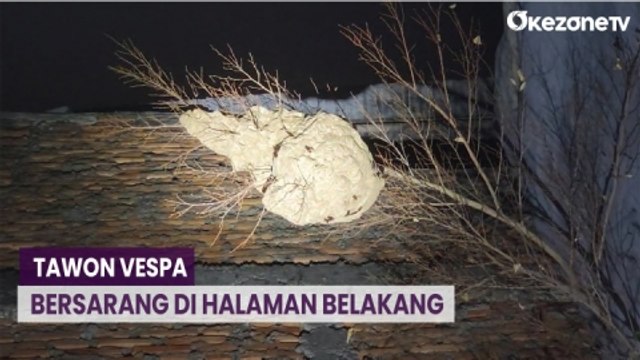 Evakuasi Tawon Vespa dari Rumah Warga di Pademangan Berlangsung Dramatis