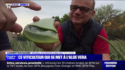 Ce viticulteur de l'Aude produit aussi de l'aloe vera