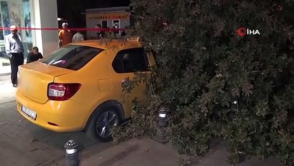 Bursa'da Anıt Ağaç Taksi Durağının Üzerine Devrildi