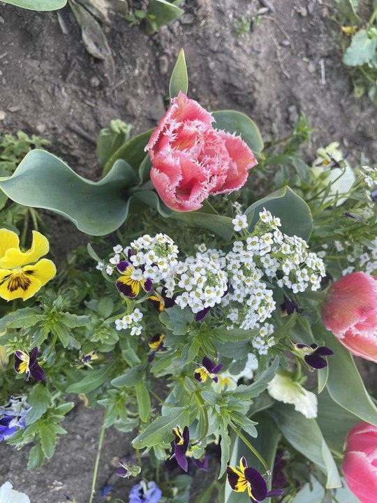 Springfest is on this Saturday in Tuggeranong