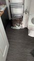 Naughty Rabbit Caught Destroying Toilet Paper Rolls