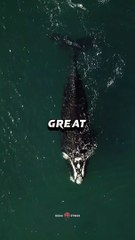 Great things take times to Happen || Quotes Status