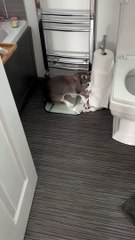 Naughty Rabbit Caught Destroying Toilet Paper Rolls