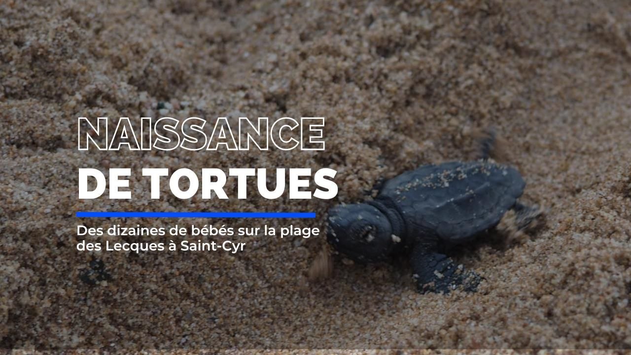 Des dizaines de bébés tortues sur la plage des Lecques à Saint-Cyr