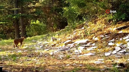 Görüntüleri paylaşıldı: Anadolu'nun nadir türleri arasında yer alıyor!