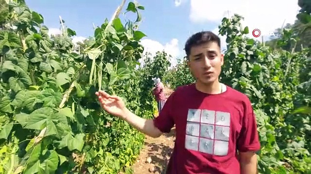 Çameli Fasulyesinde Yaş Hasat Devam Ediyor