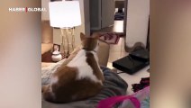 Sahibi kendini yok etti, kedi şoke oldu: Verdiği tepkiler sosyal medyayı salladı