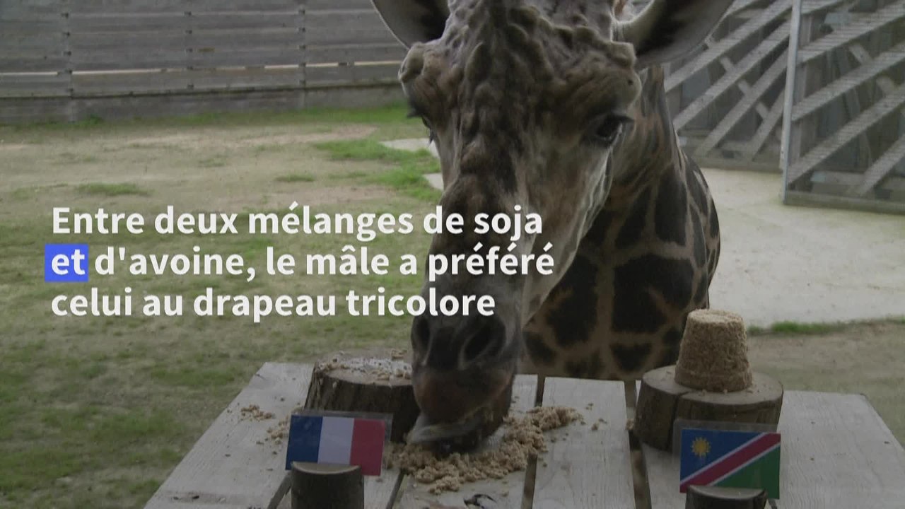 Rugby: Obano la girafe pronostiqueuse choisit la France contre la Namibie