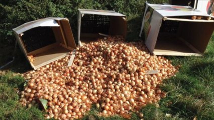 Tonnenweise Gemüse auf Feld entsorgt