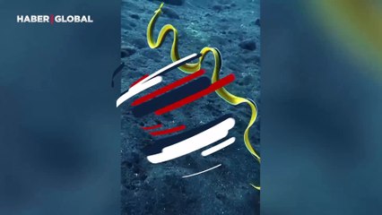 Şerit yılan balığını görüntülediği anlar izlenme rekoru kırdı