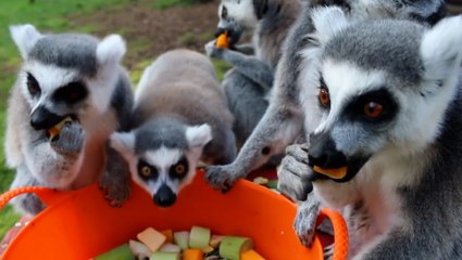 Zoo animal poo could ‘help kill antibiotic-resistant bacteria’ and save NHS £1bn a year