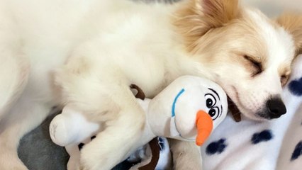 Dog Called Elsa Who Loves Olaf Comfort Toy Surprised By Life-Size Olaf | Wild-ish TV