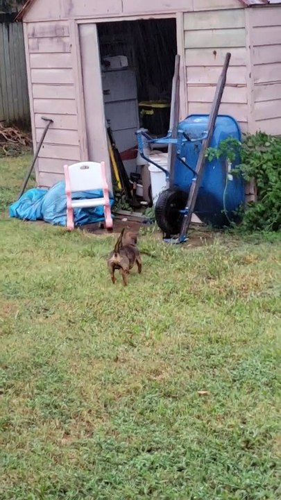Clever Doggo Figures Out How to Get His Stick Through the Doggy Door