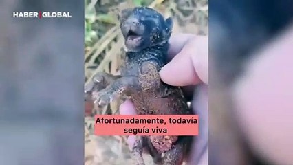 Yol kenarında panter yavrusu bulup evcilleştirdi o anlar şaşırttı