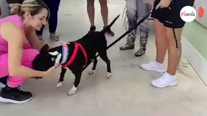 Vídeo: el momento en que el pitbull Jazz es adoptado deja a todo el refugio llorando de emoción