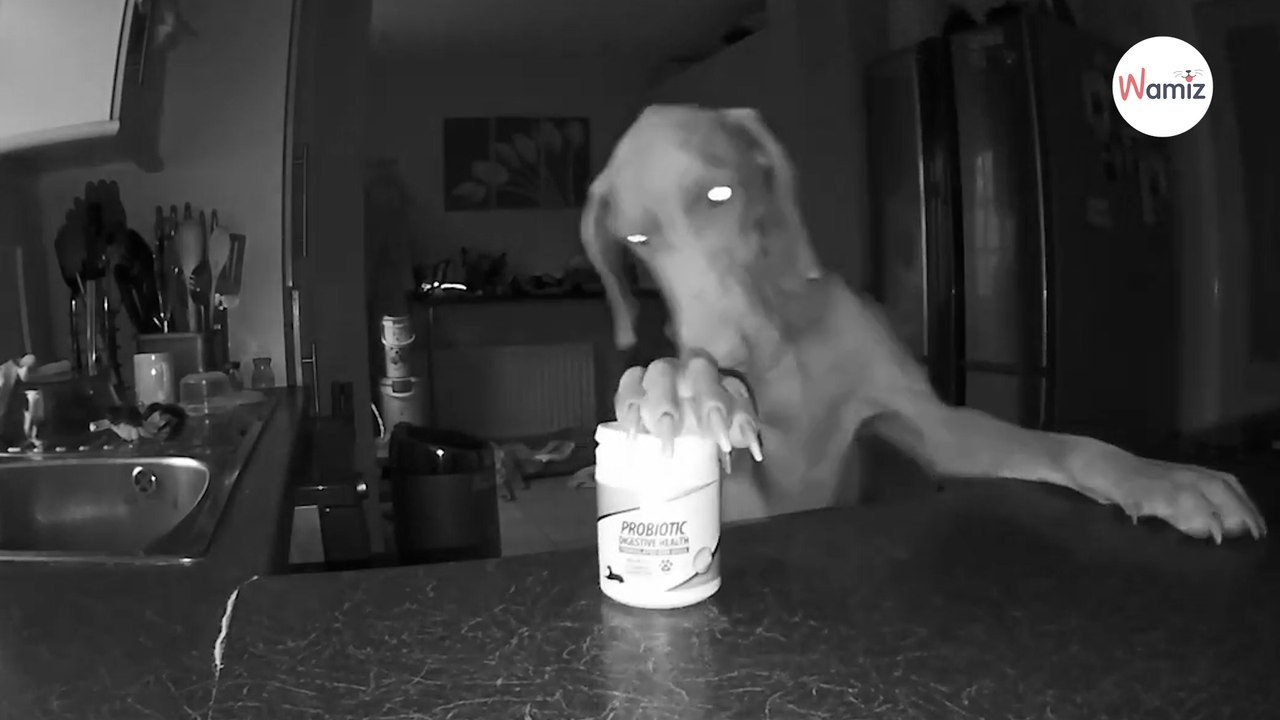 Para przegląda nagrania z kamery monitoringu: są przerażeni tym, co nocą robi ich pies (video)