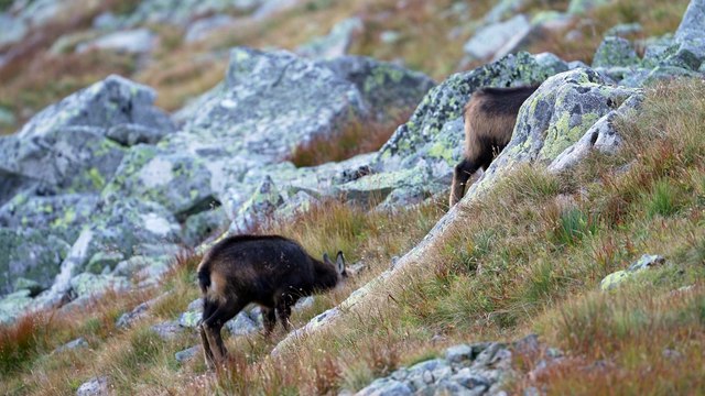 Zakopane - Tatry - podpatrywanie młodych kozic