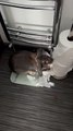 Naughty Rabbit Caught Destroying Toilet Paper Rolls