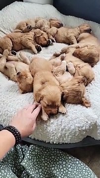 Adorable Golden Puppies Nap Together