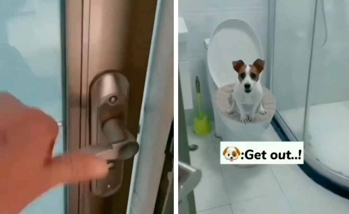 Video: Zurückhaltender Hund wird von Mensch überrascht und bittet um Diskretion beim Benutzen des Badezimmers