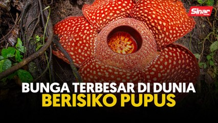'Bunga terbesar di dunia' berisiko pupus