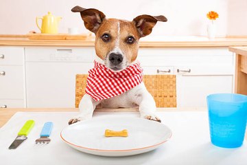 El 75% De Los Perros "Saben Lo Mimados Que Están" Y Solo Reciben Comida De Primera Calidad