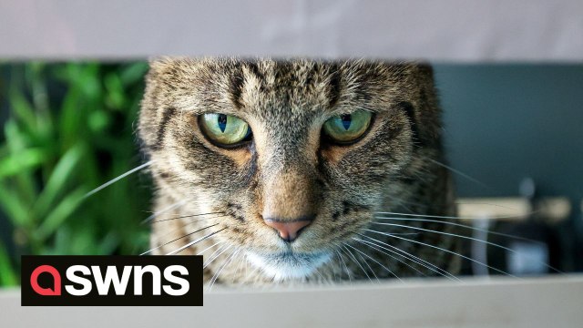 Royal Mail threatened to stop delivering to couple because cat was 'attacking' posties