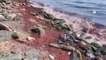 Tekirdağ’da rüzgar nedeniyle sahilde kırmızı yosun birikti