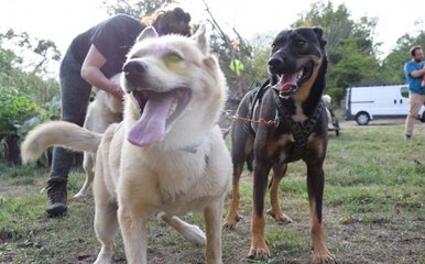 Une balade en chiens de traineaux dans le Perche